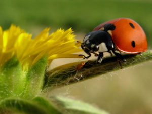 Божья-коровка-27-300x225.jpg