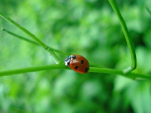 Божья-коровка-33-300x225.jpg