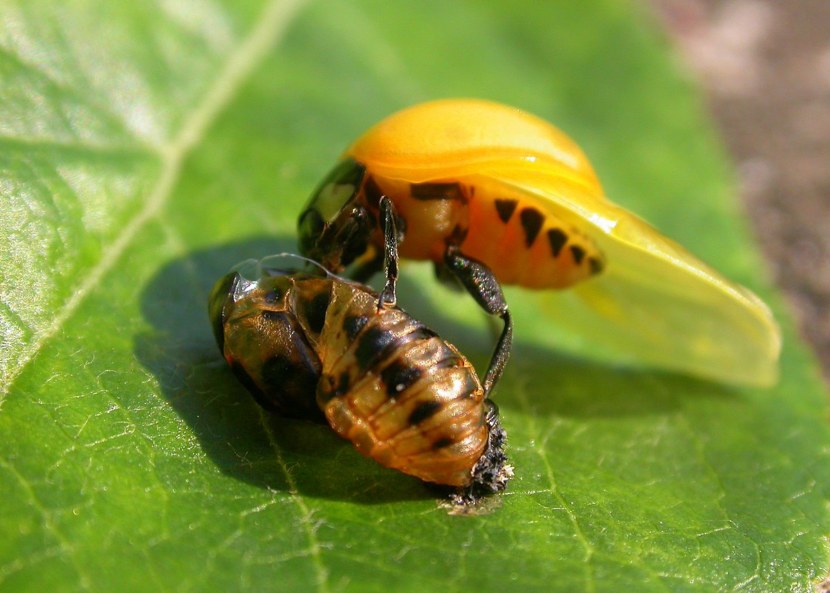 Божья коровка - история названия, информация о насекомом, врагах, окрасе + 97 фото