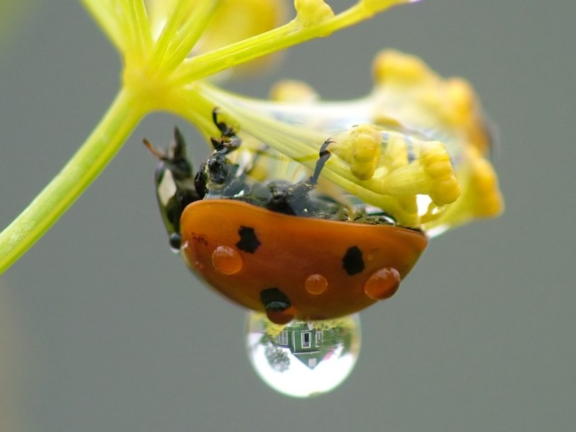 Божья коровка - история названия, информация о насекомом, врагах, окрасе + 97 фото