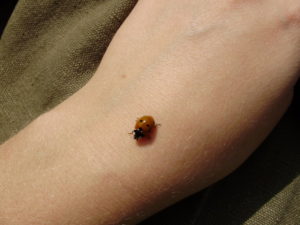 Божья-коровка-7-300x225.jpg
