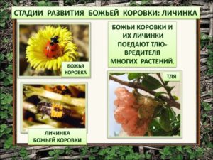 Божья-коровка-90-300x225.jpg