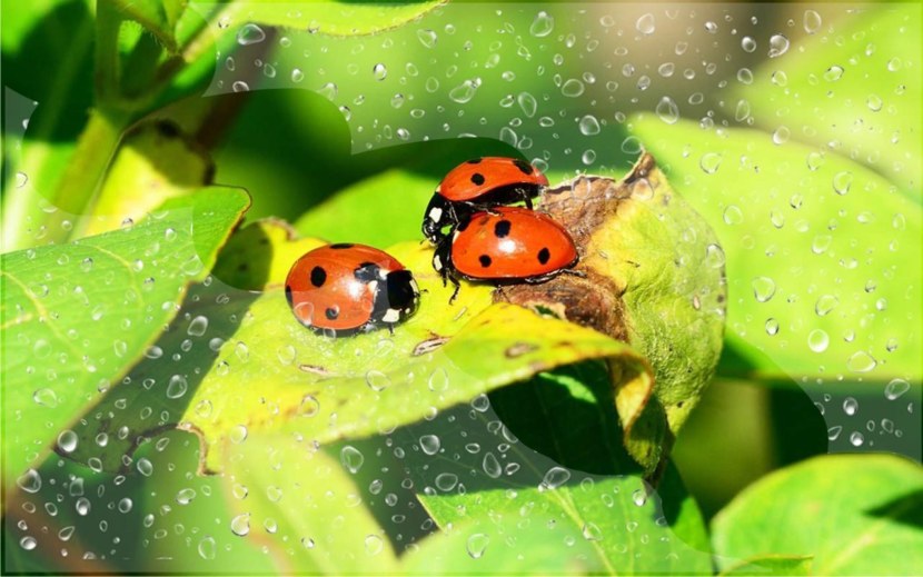 Божья коровка - история названия, информация о насекомом, врагах, окрасе + 97 фото