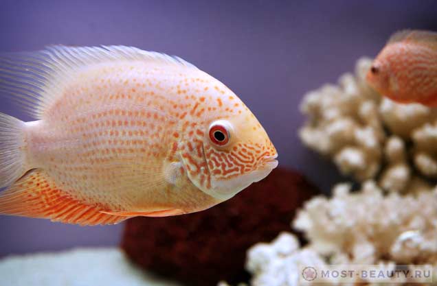 Cichlasoma severum