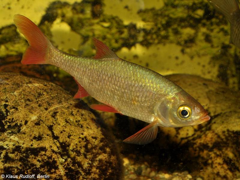 Красноперка фото (лат. Scardinius erythrophthalmus)