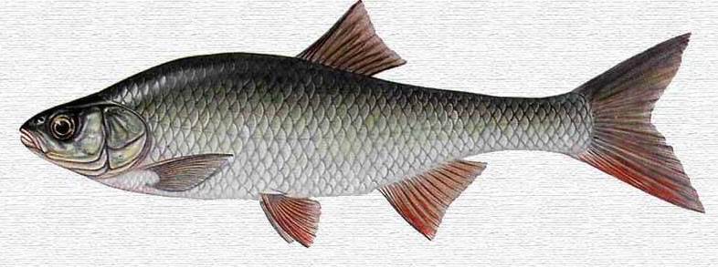 Красноперка греческая фото (лат. Scardinius graecus)