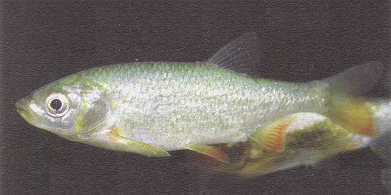 Краснопёрка Scardinius racovitzai фото