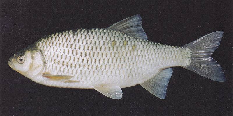 Краснопёрка Scardinius scardafa фото