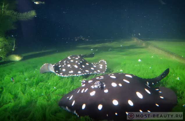 Популярные аквариумные рыбки: Potamotrygon Leopoldi