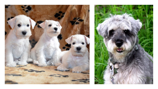 внешний вид цвергшнауцера