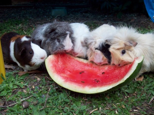 Разнообразный корм для морских свинок