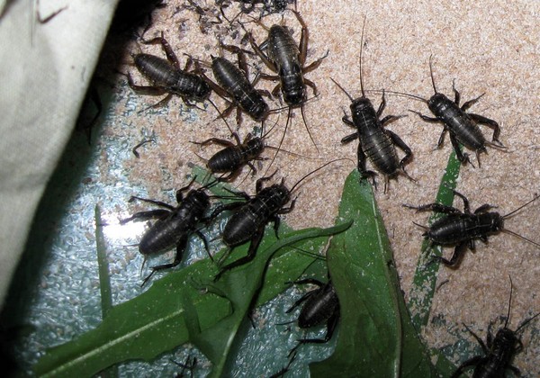 Разведение сверчков