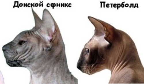 питерский сфинкс отличия