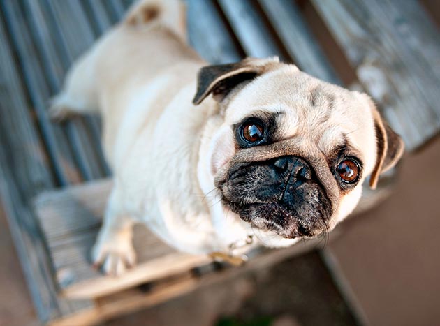 Для мопсов очень важна эмоциональная связь с хозяином, а также общение Для мопсов очень важна эмоциональная связь с хозяином, а также общение