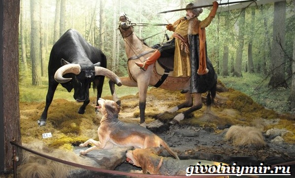 Тур-бык-животное-Описание-особенности-и-причины-вымирания-тур-8