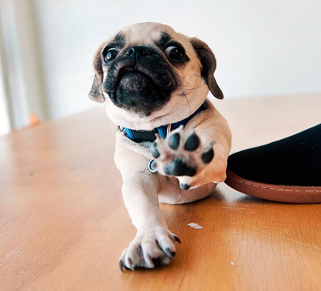 Как правило, мопсы и дети хорошо ладят, но ребенку все же следует объяснить, как обращаться с четвероногим членом семьи Как правило, мопсы и дети хорошо ладят, но ребенку все же следует объяснить, как обращаться с четвероногим членом семьи