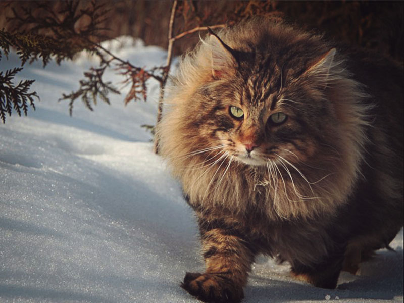 С хищным видом норвежский лес бежит к своему хозяину