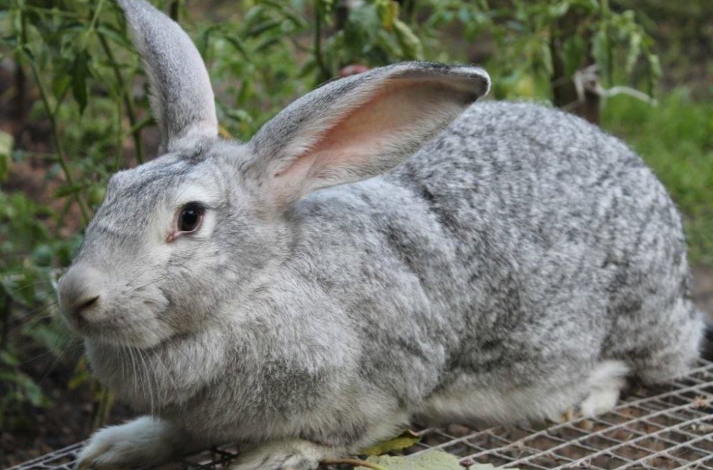 Серый великан