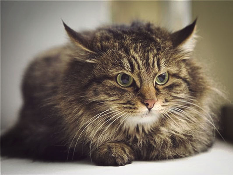 Если норвежка рассердится, она может ответить тем же