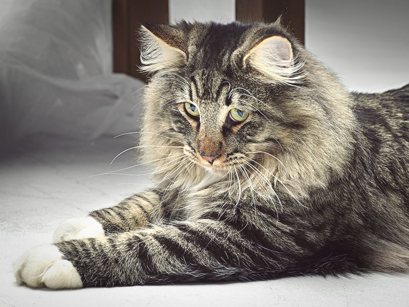 Норвежский кот с очень милой мордашкой