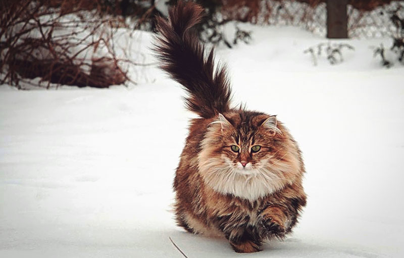 Очень воздушный норвежец бежит по снегу