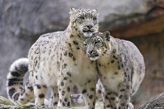 Семейство снежных барсов