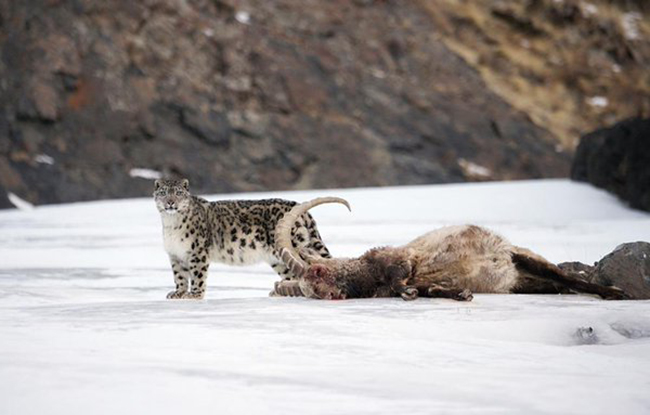 Снежный барс с добычей