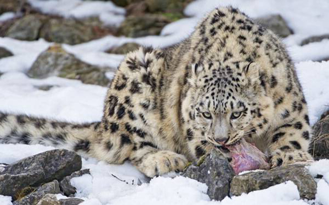 Снежный барс (Ирбис) - описание животного, где обитает, размер, вес, чем питается и Красная книга