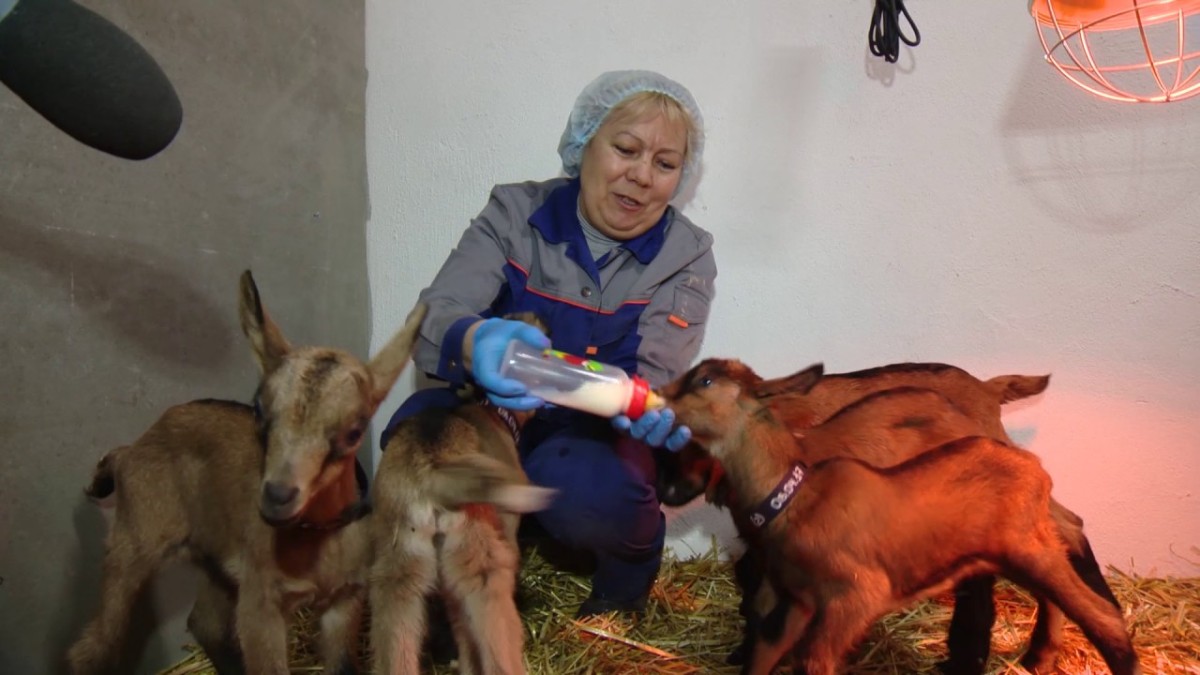 Альпийская порода коз