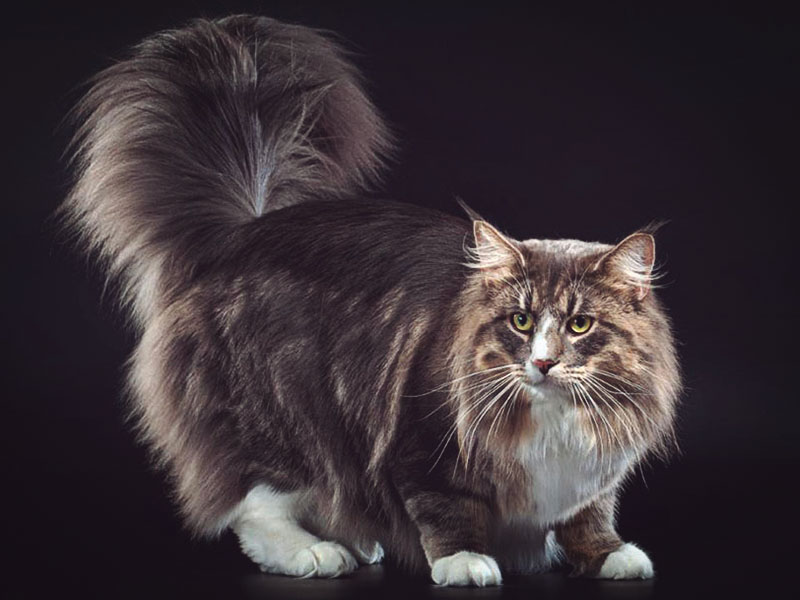 Пушистый норвежский хвост, как павлинье перо