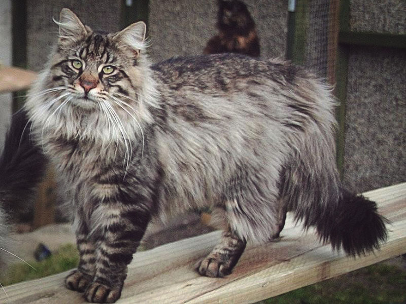 Воздушный норвежский