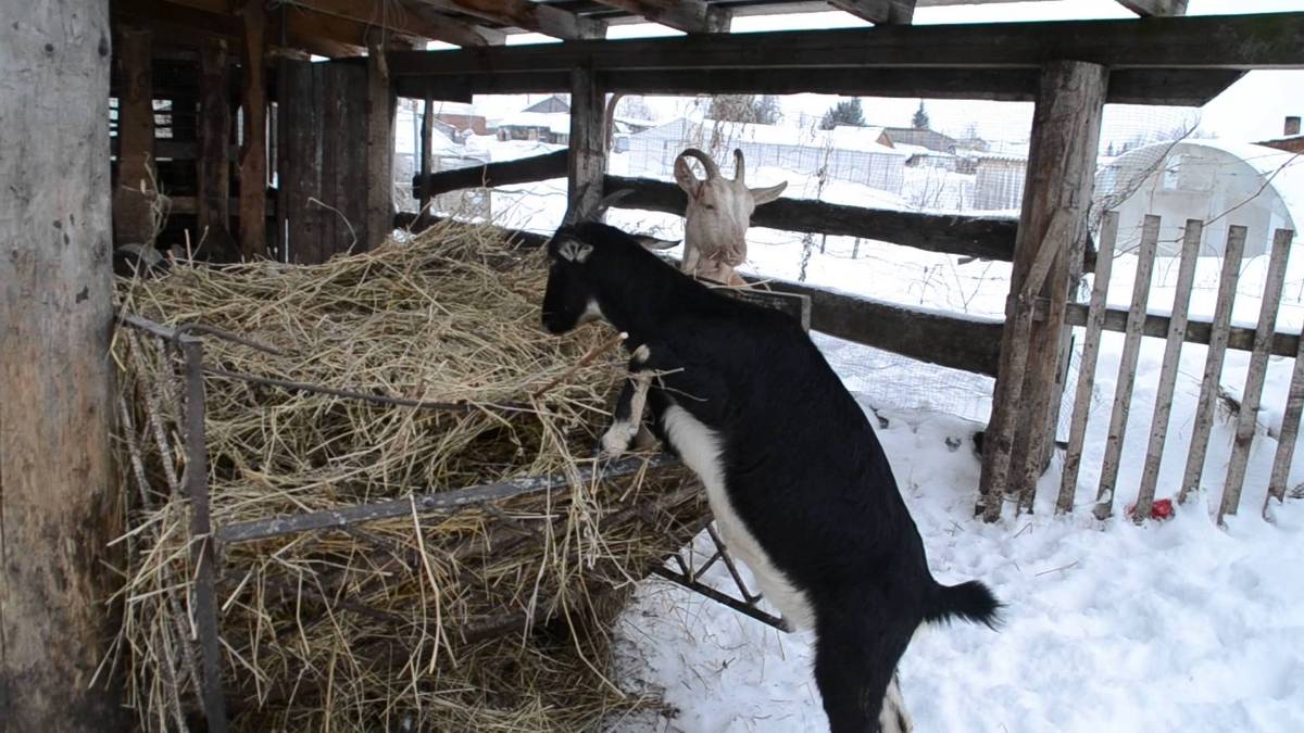 Альпийская порода коз
