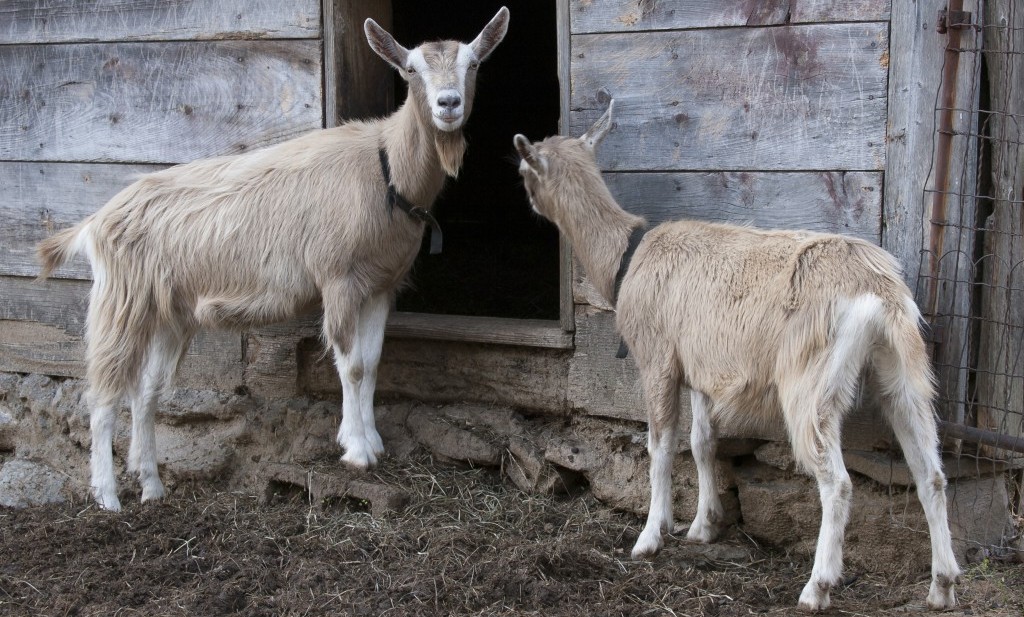 Тоггенбургская порода