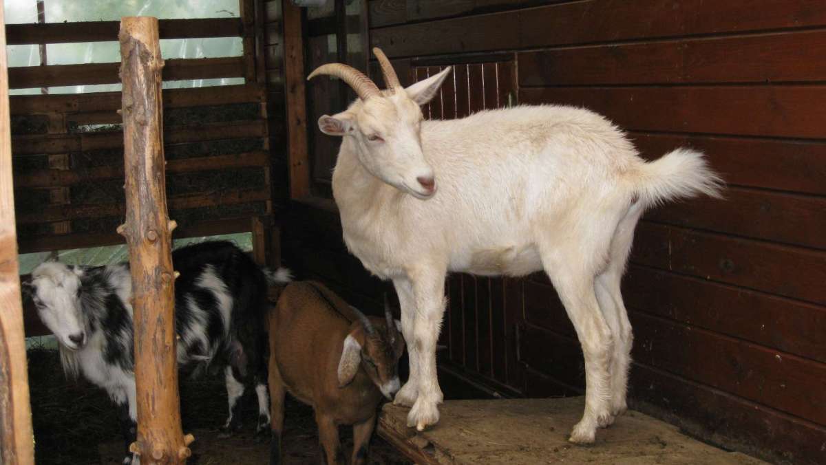 Русская порода