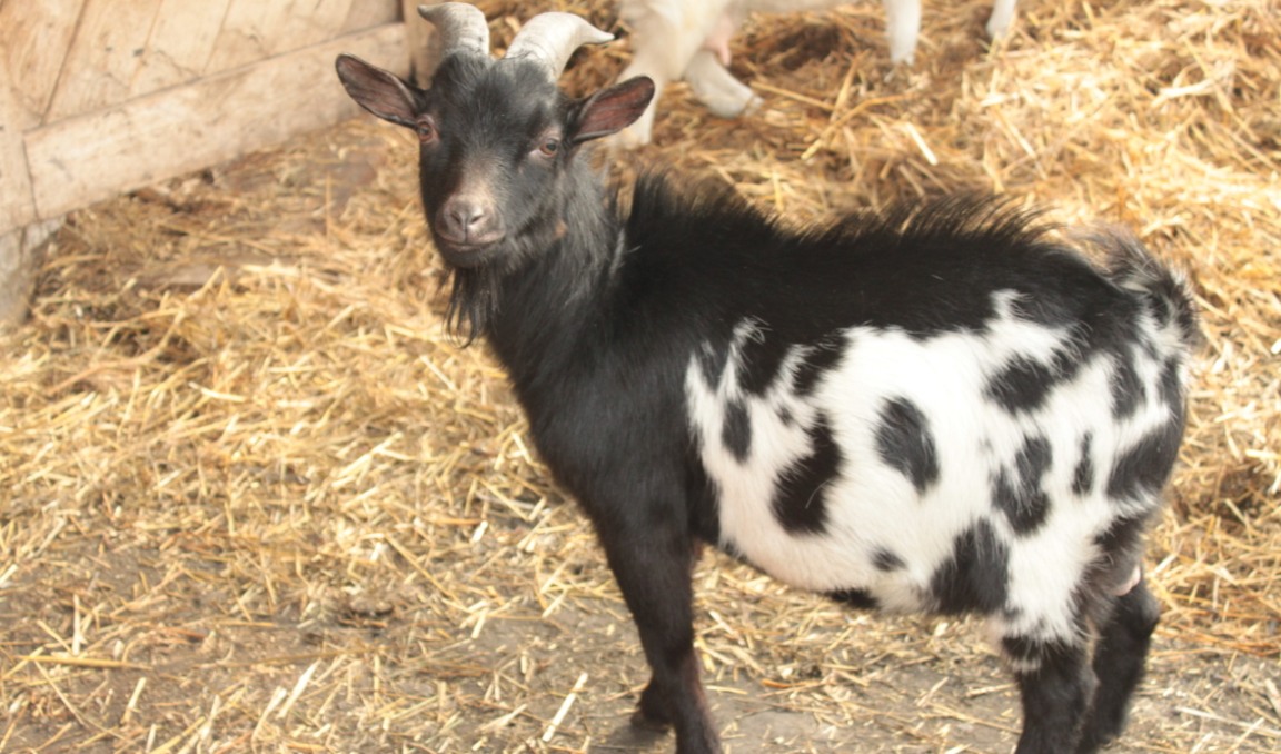 Породы дойных коз