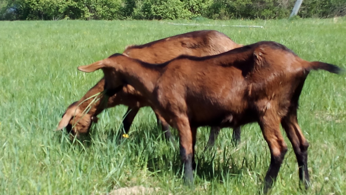 Породы дойных коз
