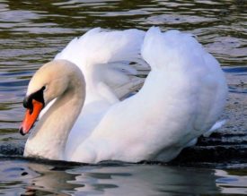 Лебедь шипун