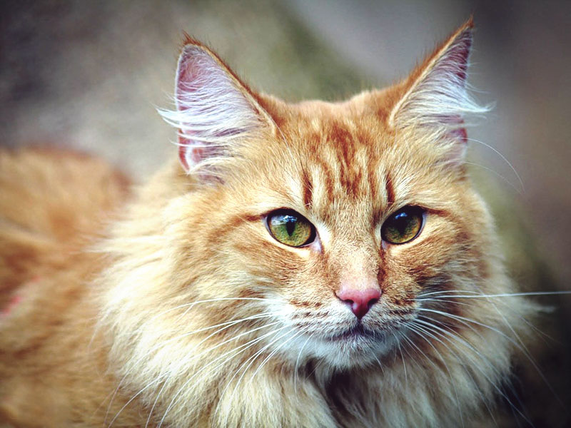 Рыжий норвежский лесной очень милый