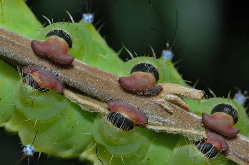 Конечности павлиноглазки грушевой фото