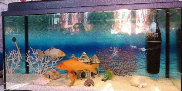 Оформление аквариума с карпами