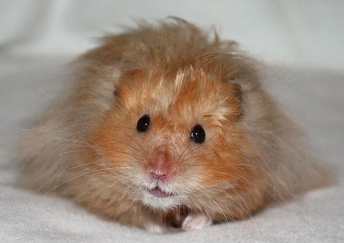 золотистый ангорский хомяк