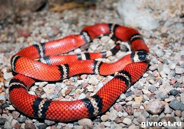 Змея-змея-образ жизни-и-среда обитания-змеи-аспид-1