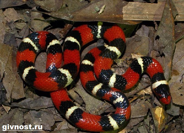 Змея-змея-образ жизни-и-среда обитания-змеи-аспид-8