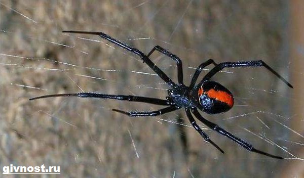 chyornaya-vdova-pauk-obraz-zhizni-i-sreda-obitaniya-chyornoj-vdovy-6
