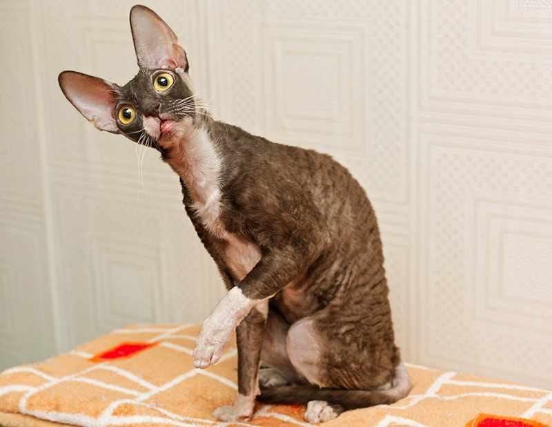 Корниш-рекс: описание породы, характер