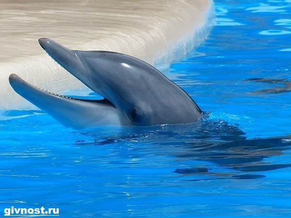 Бутылка с дельфином Dolphin-his-life-and-habitat-7