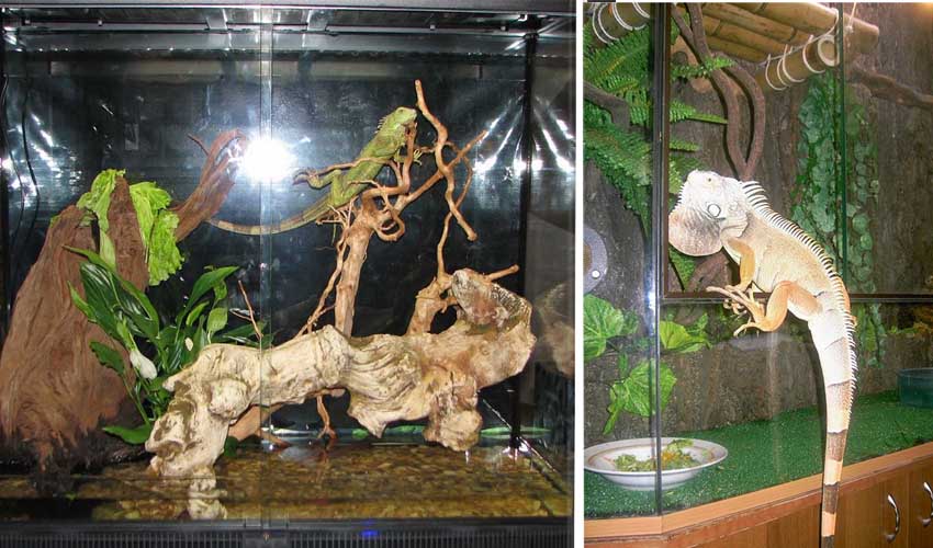 домашняя игуана