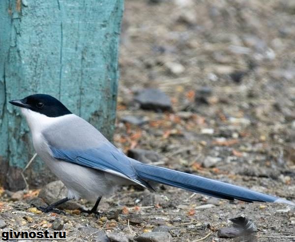Голубая-сорока-птица-Образ-жизни-и-среда-обитания-голубой-сороки-4