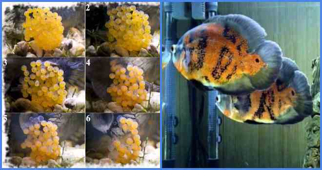 икры метание