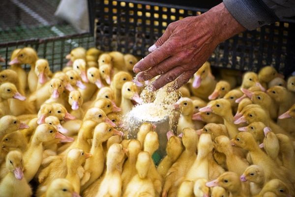 Кормите молодых